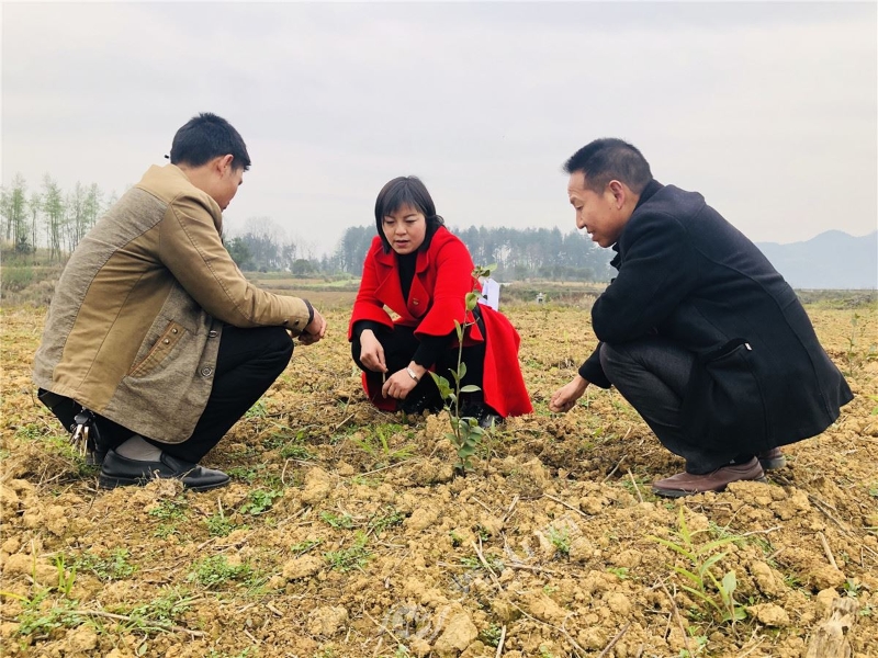 1594351874148031268.jpg 图1·谭祥兰带领社区班子成员在油茶基地查看产业生长情况.jpg